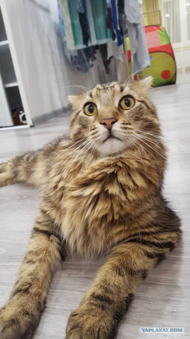 Котовторник!