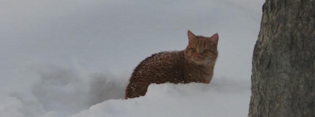 Фотобомбы котов