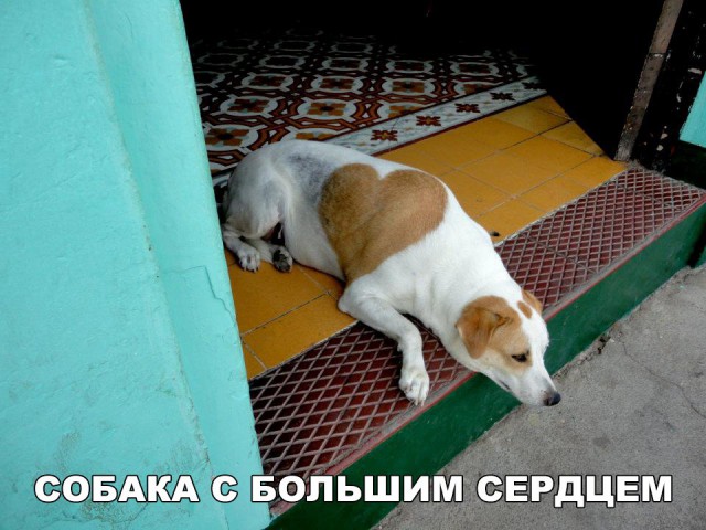 Живность из сети