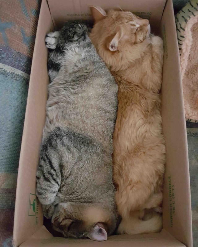 Прикольных котов пост