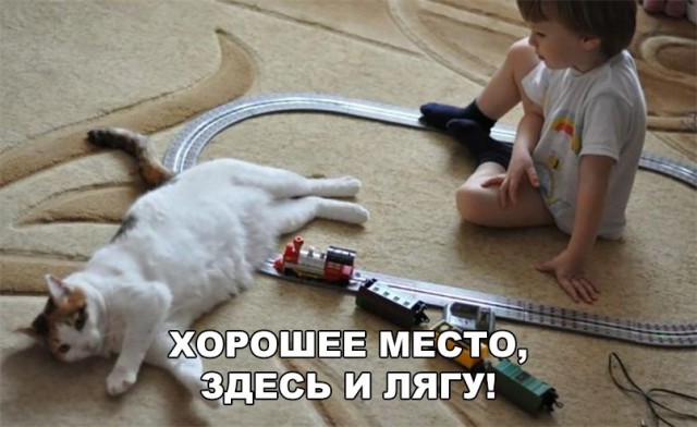 Кот без прикрас