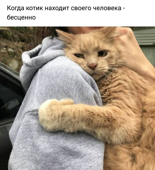 Кот без прикрас