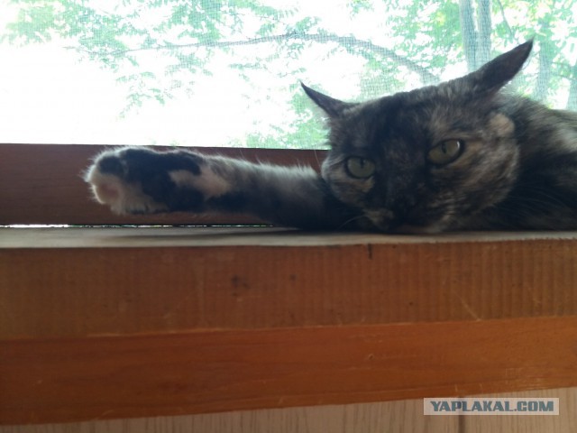 Котовторник 05.06.2018