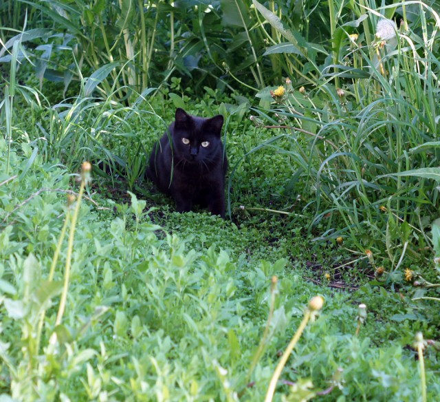 Котовторник 19.06.2018