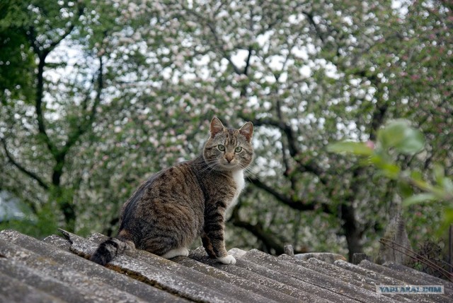 Котовторник на ЯПлакалъ (10.06.08), прикольные коты, добавляем свои!