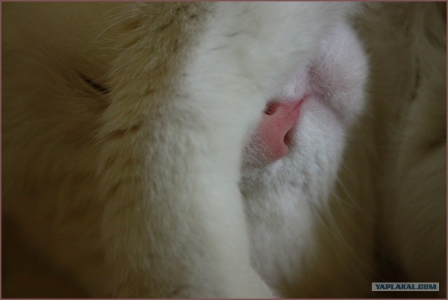 Котовторник на ЯПлакалъ
