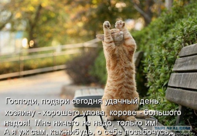 Ура, котовторник!