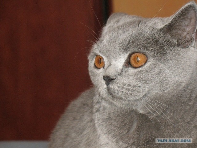 Котовторник! 08.11.11