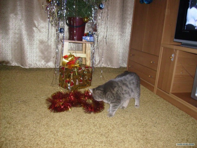 Котовторник (31.01.2012)