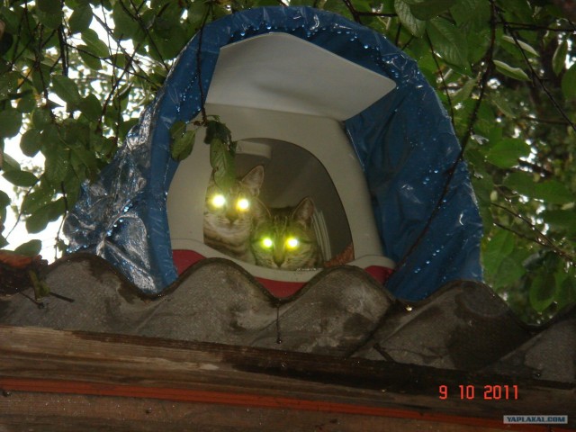 Кошкин дом.