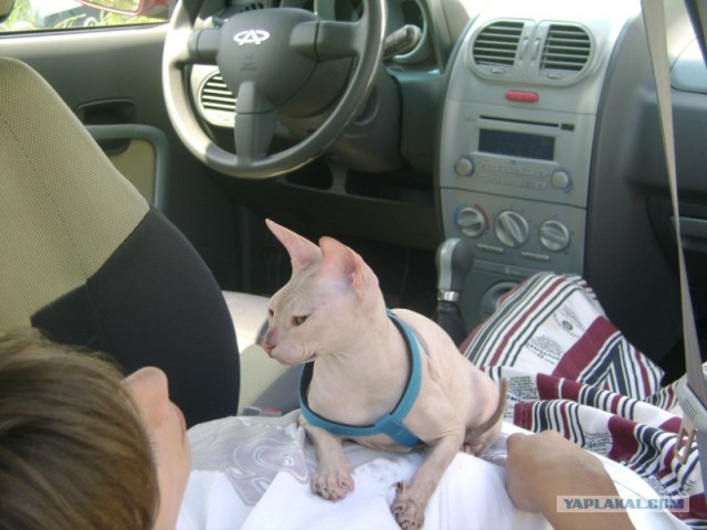 Котовторник! 13.03.2012