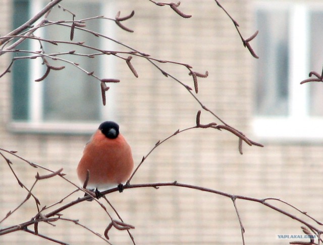 Снегири прилетели