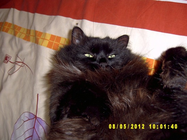 Котовторник 8 мая 2012