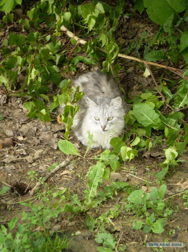 Котовторник на 26.06.12