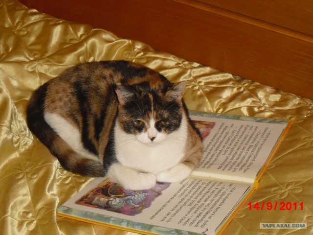 Котовторник 11.09.2012