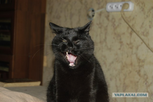 Тема про несчастного кота, в которой всем хорошим людям автор показывает сиськи!2