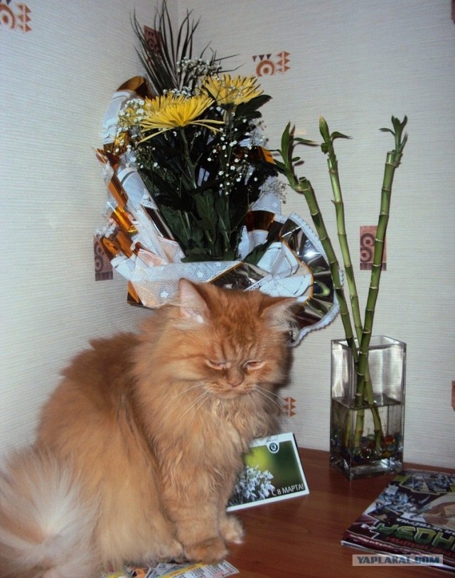 Котовторник  16.10.12