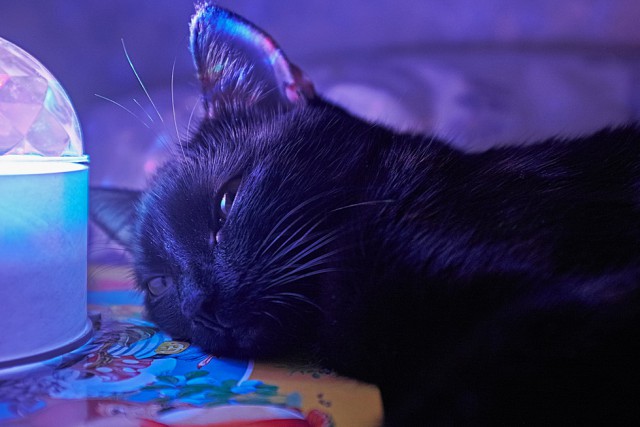 Трехцветное счастье