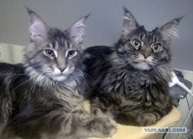 20 снимков с кисточками, доказывающих, что прекраснее мейн-кунов могут быть лишь котята мейн-кунов