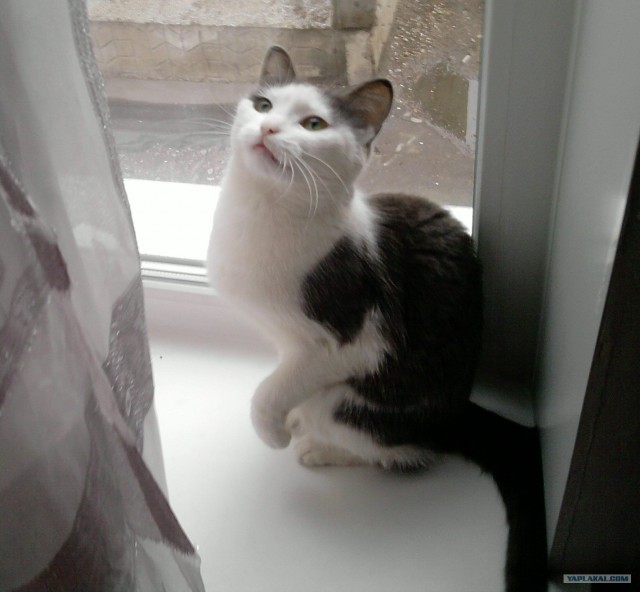 Котовторник 12.02.13