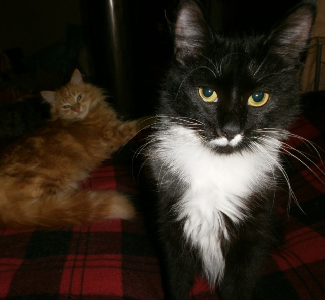 Котовторник ! (12.03.19)