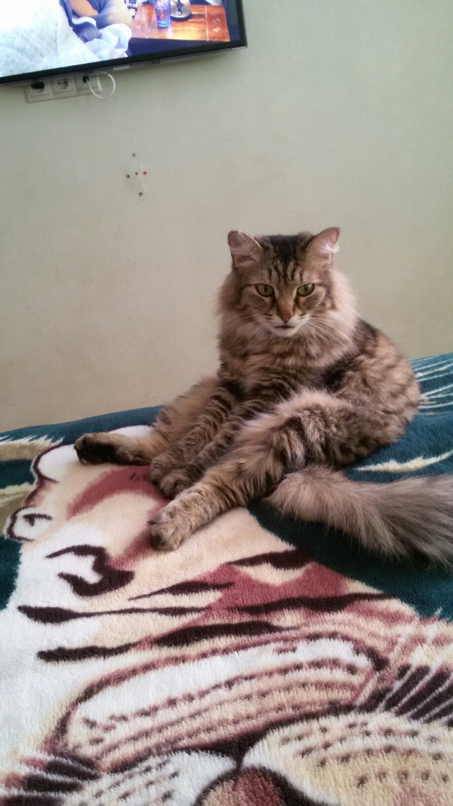 Забавные фото котеек