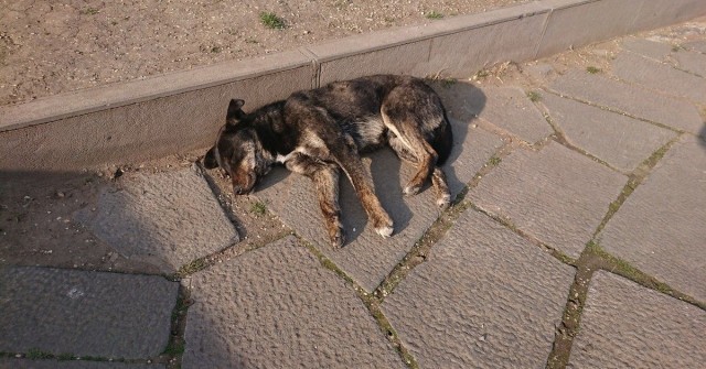 Живность из сети