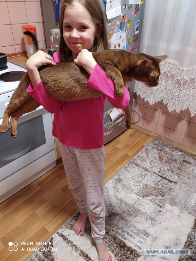 Котопост