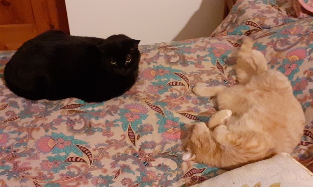 Коты, которые нас порадовали!