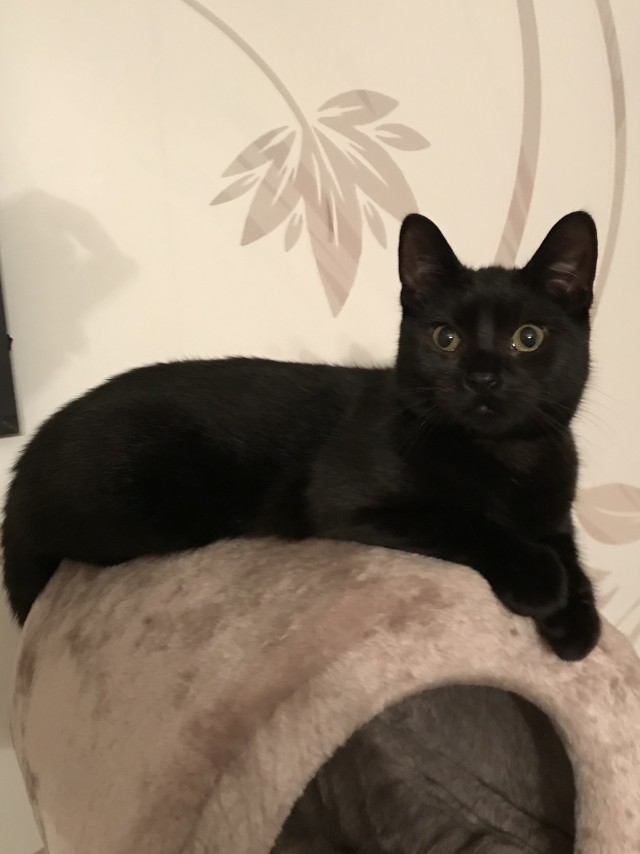 Black cats matter