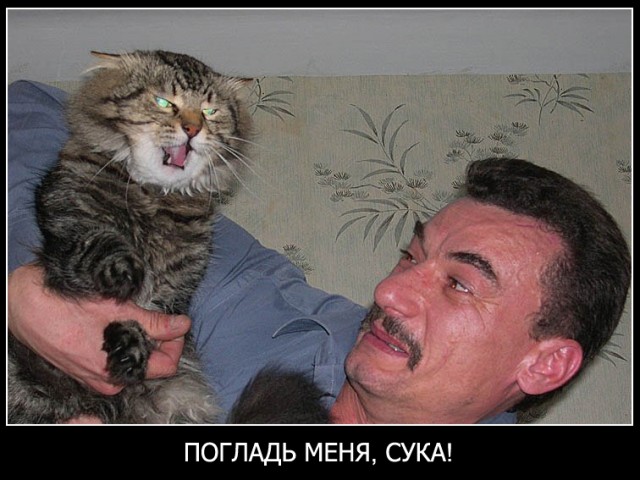 Злой кот