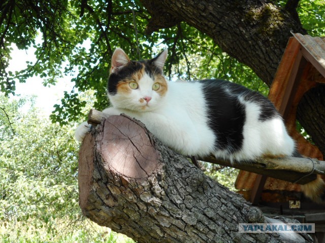 Котовторник. Знакомьтесь, Мася