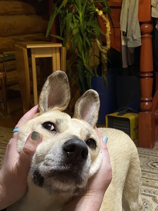Международный день домашних животных