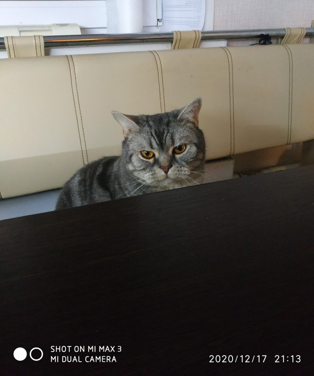 Котовторник. Добавляйте своих
