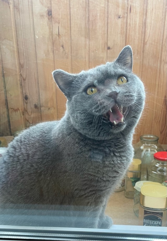Котовторник же!