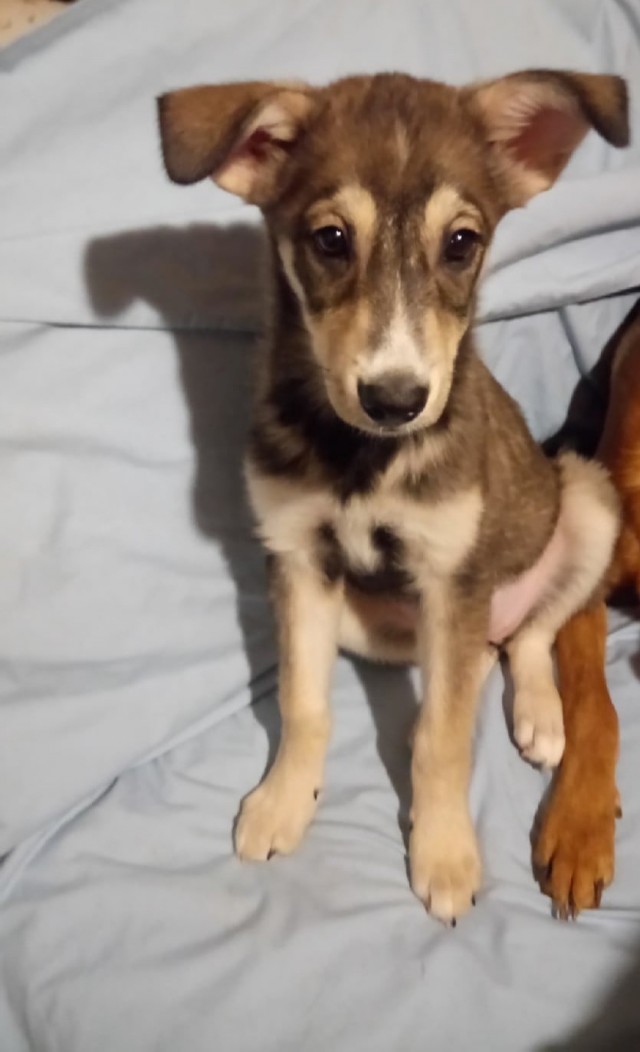 Подборка всякой живности