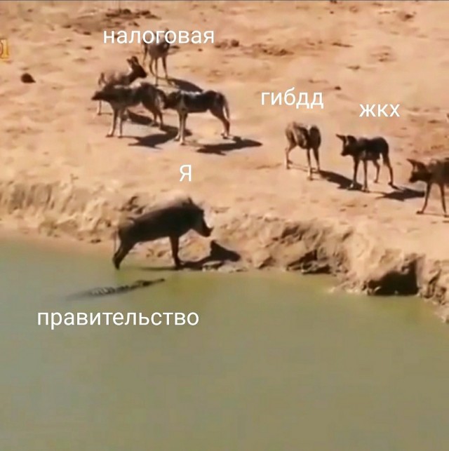 День у Пумбы явно не задался....