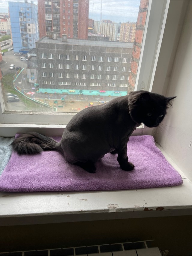 Хоба! Котовторник!