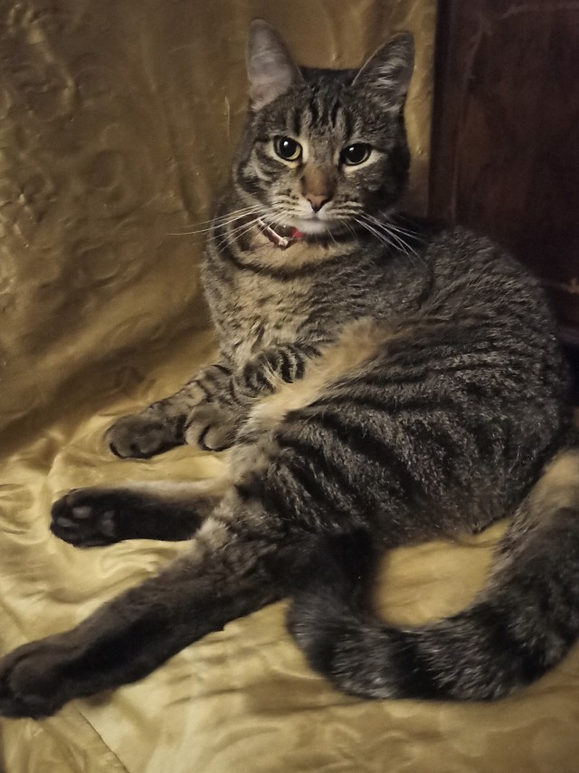 Мои личные котейки к котовторнику!