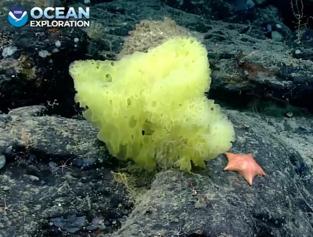 Океанологи обнаружили «настоящих» Губку Боба и Патрика возле рифа в Атлантике