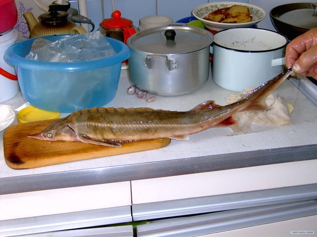 Все из рыбы!