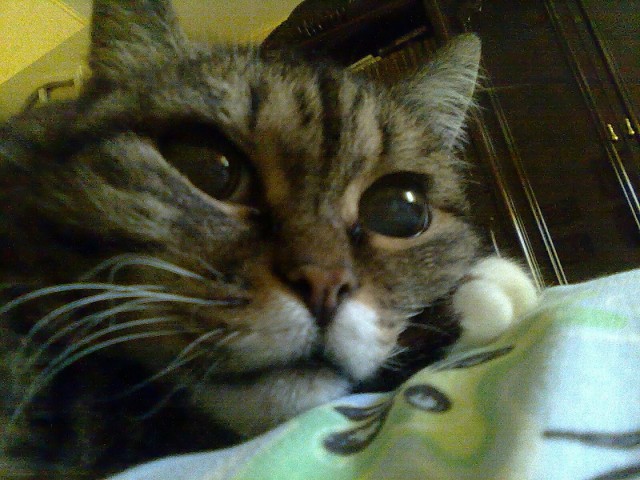 Кот который прожил жизнь