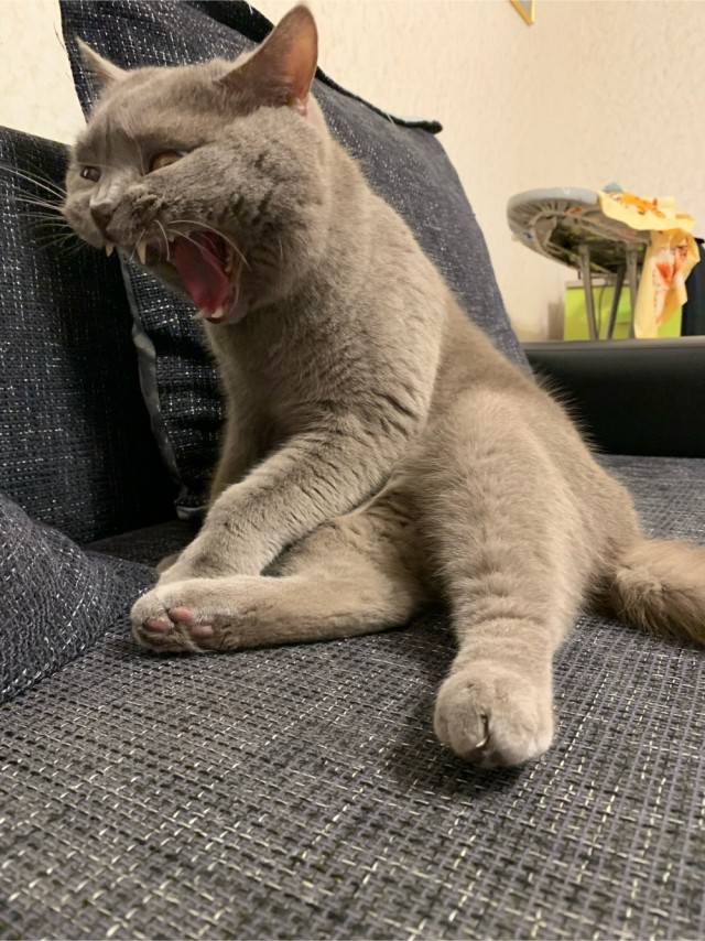 Солнце котовторника уже встало, Господа!