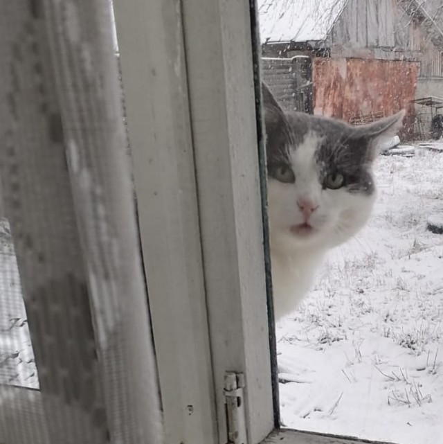 Котовторник так котовторник