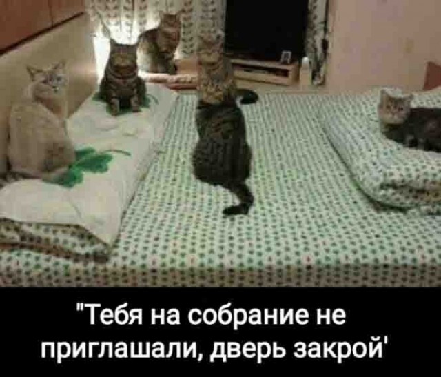 Баянисто-небаянистый юмор 27.01.22