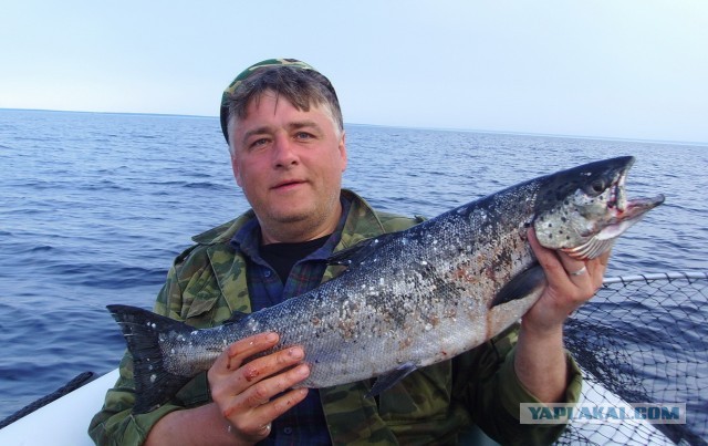 Рыбаки есть на сайте?