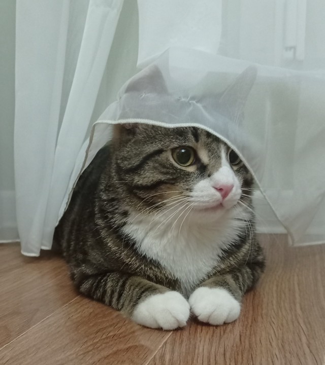 А это мой котан к котовторнику