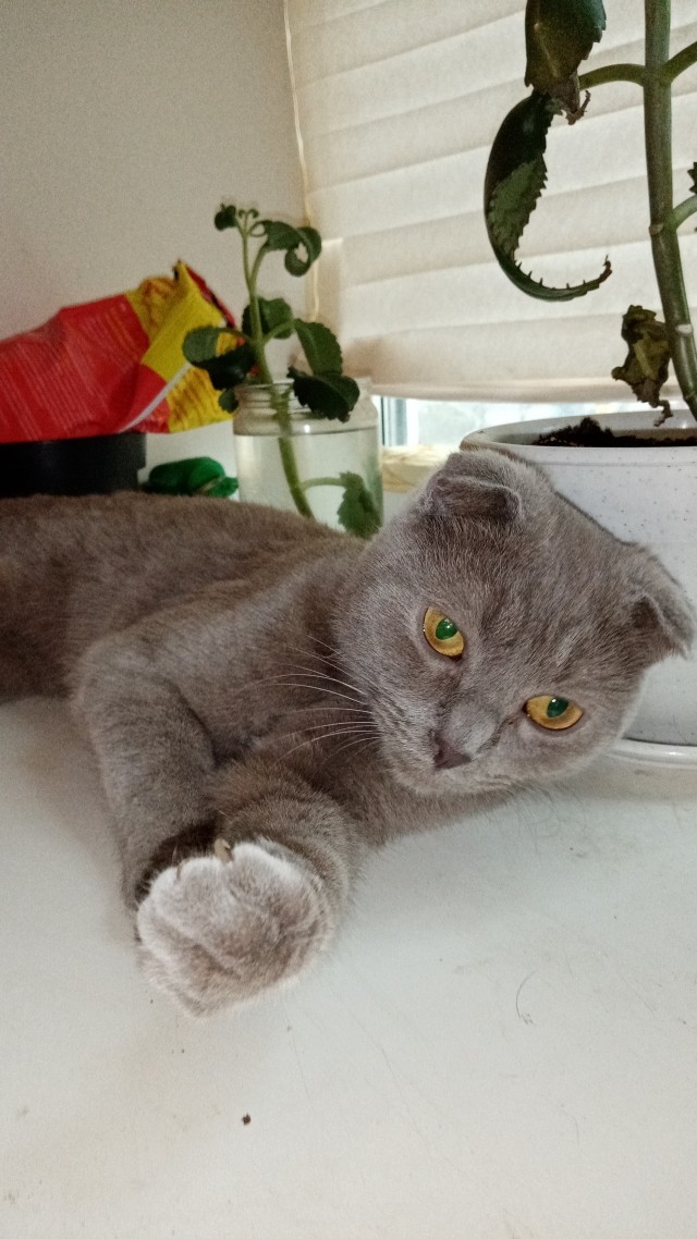 С праздником и котофторником!