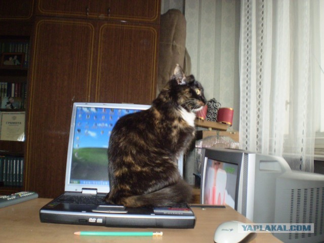 Котейка ушла на облака.