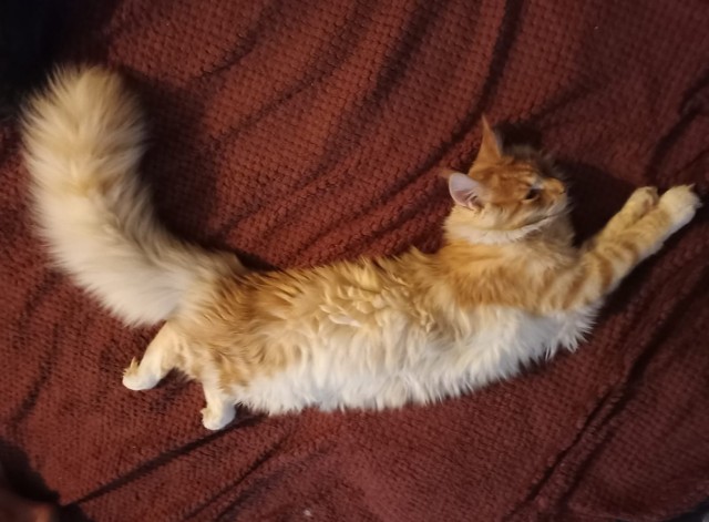 Кошка